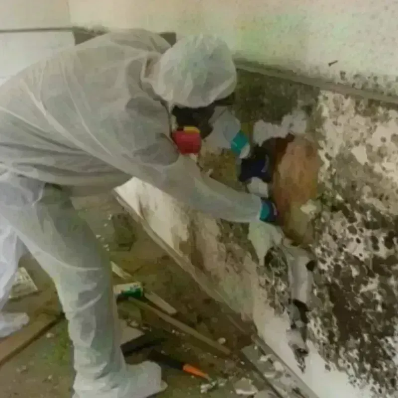 Mold Remediation and Removal in Solon, IA